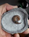 Ammonite Fossil Preparation Craig Chivers Natural Selection Fossils