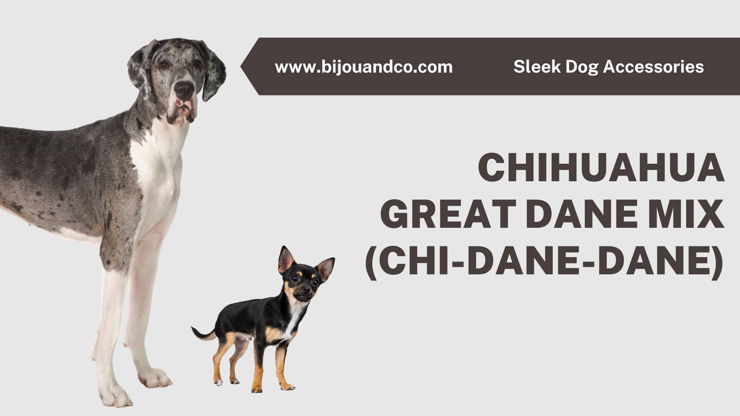 great dane dachshund mix puppies