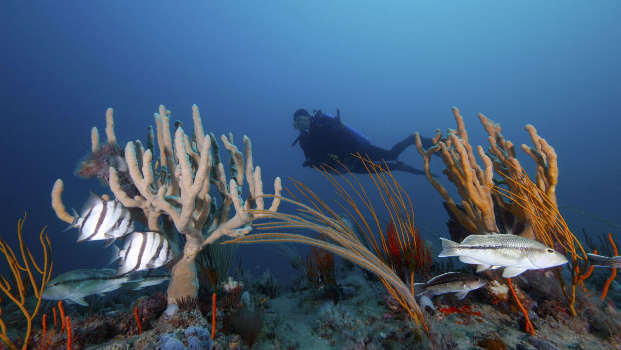 Gray's Reef National Marine Sanctuary Foundation