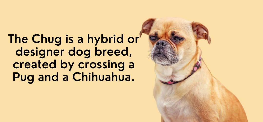 pug chihuahua mix