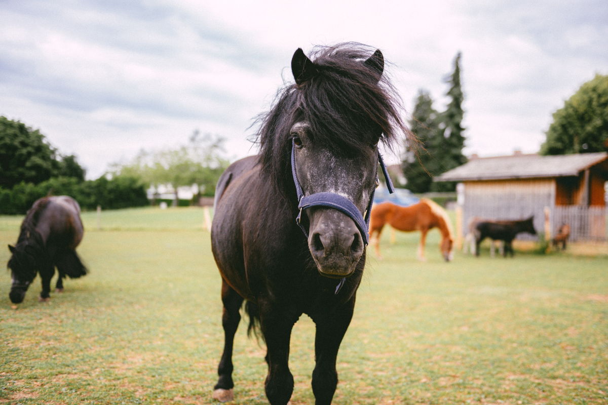 Ein schwarzes Pony steht auf einer Weide und schaut in die Kamera, im Hintergrund sind weitere Tiere.