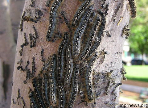 populations_of_forest_tent_caterpillars