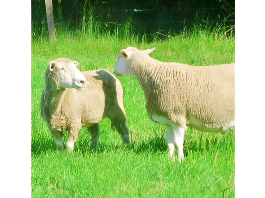 Luckystars Sanctuary Inc Voucher - Image 7