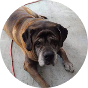 Rose-Hip Vital Canine | Mr Beasley Joint Pain