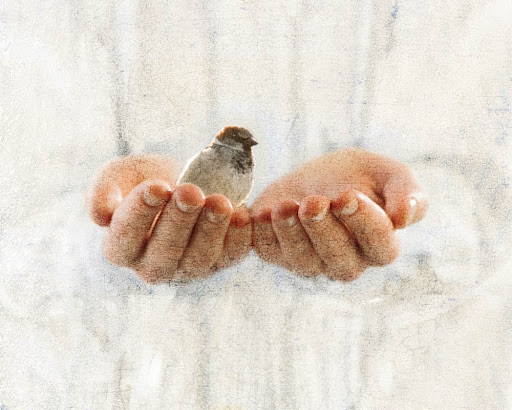 Painting of a sparrow perched in Jesus' hands.
