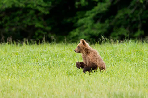 Transylvania with Dracula Castle, Bear Sanctuary and Brasov
