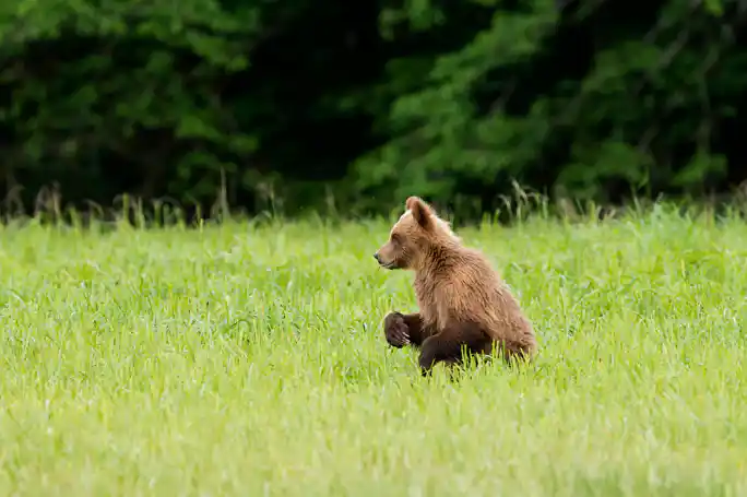 Transylvania with Dracula Castle, Bear Sanctuary and Brasov
