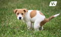 Dog with floppy ears prone to ear infections