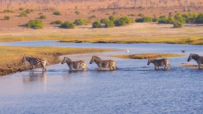 Zebras crossing Chobe river. Glowing warm sunset light. Wildlife Safari in the african national parks and wildlife reserves. — Photo
