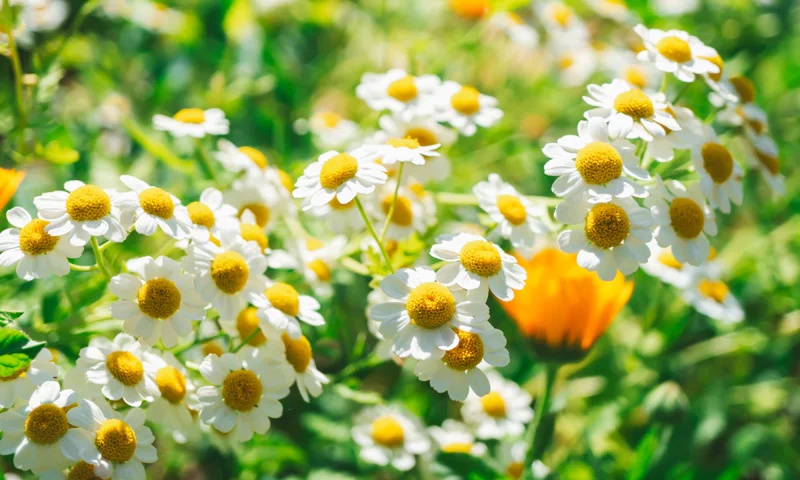 Feverfew and calendula in bloom