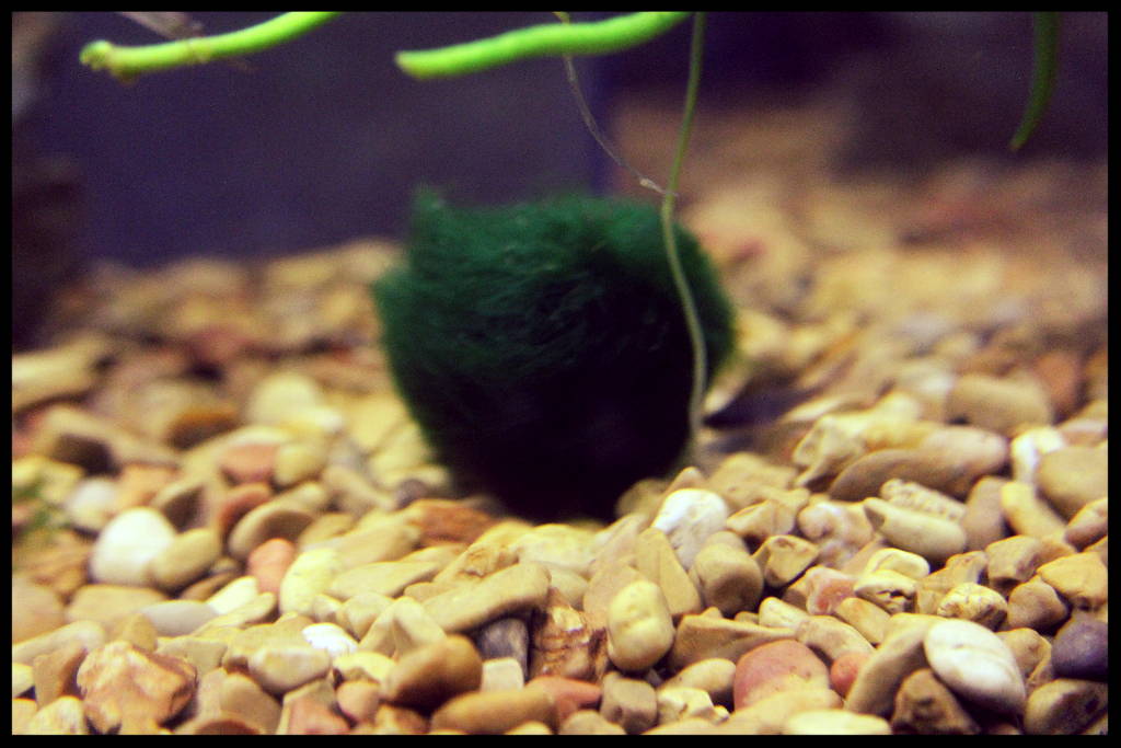 Marimo Moss Ball