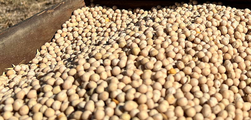 Thousands of yellow peas inside of a sorting bin at the farm right after harvesting