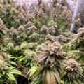 Cannabis flowers inside a grow tent