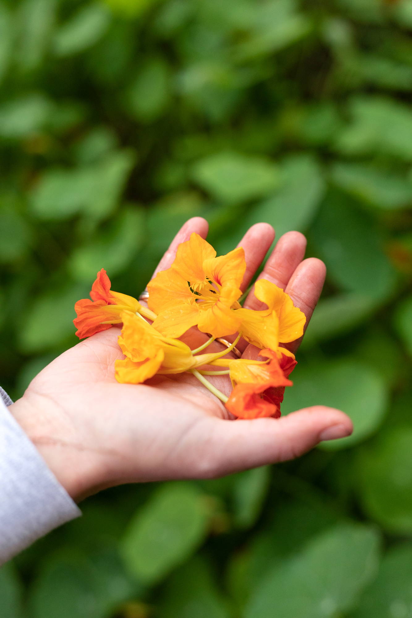 Edible Nasturtium flowers