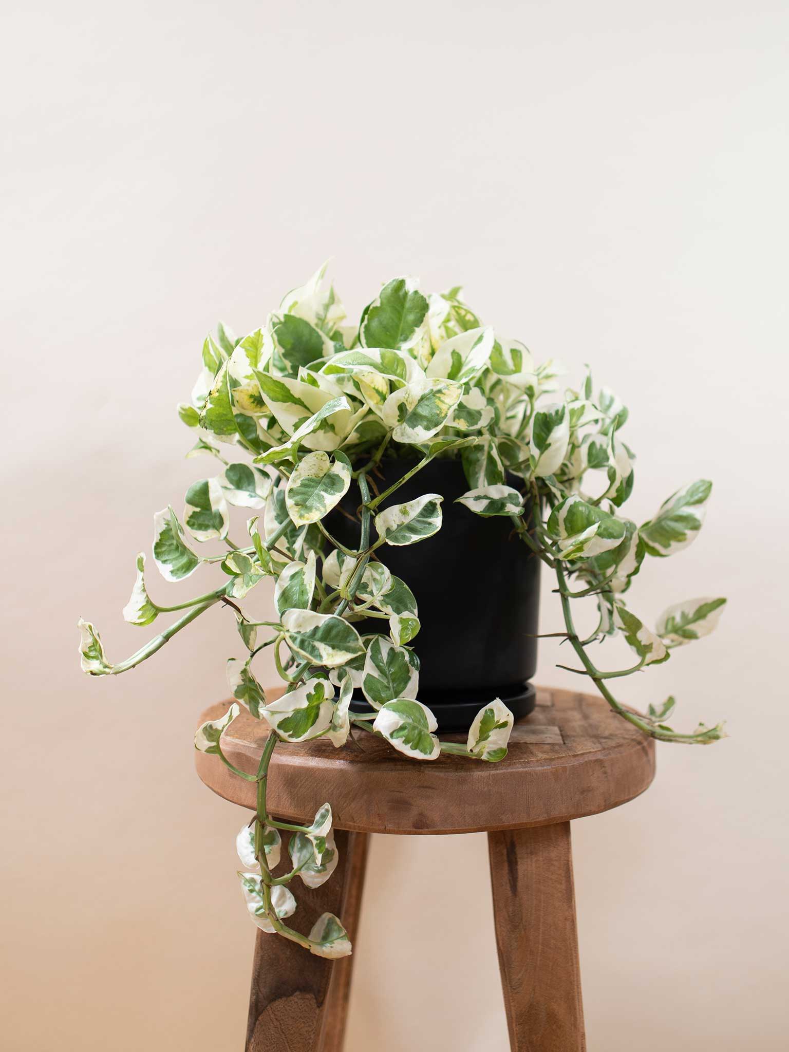 Pearls and jade pothos on a stool