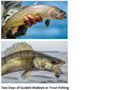 Walleye or Trout/Salmon Fishing Trip for Two