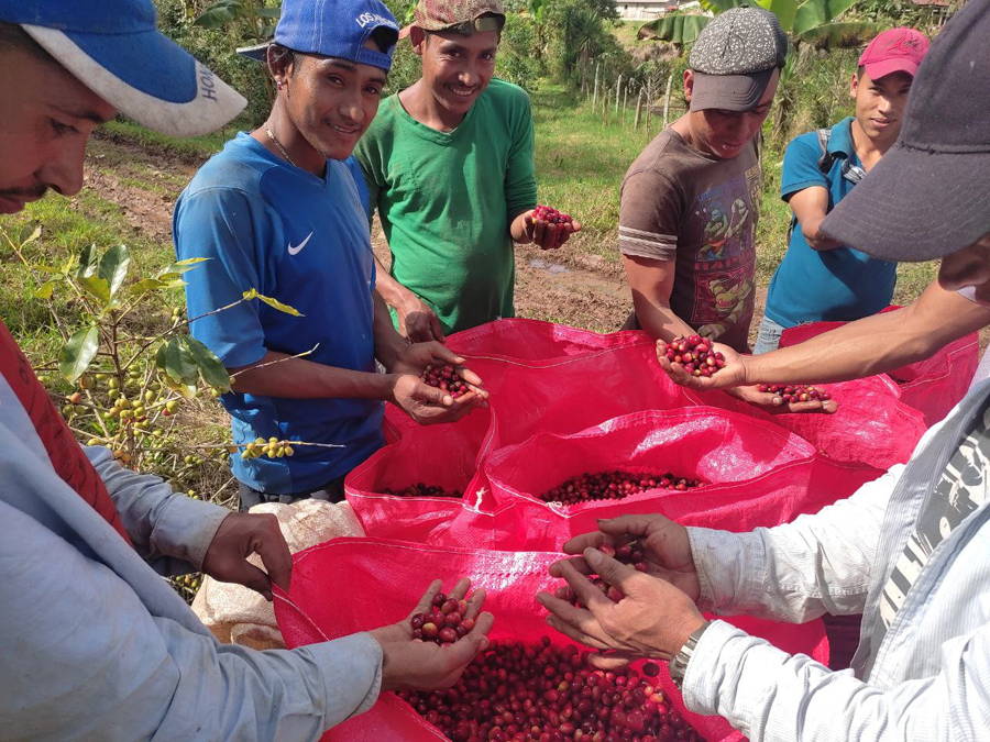 Young Honduran coffee farmers during harvest at Raquel Rosales' farm in Subirana, Yoro