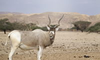Addax