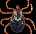 rocky mountain wood tick female picture
