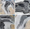Ammonite Fossil Preparation Craig Chivers Natural Selection Fossils