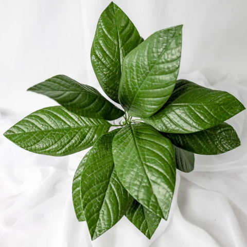 Gardenia Leaf (12 Pack) - Realistic Artificial Flowers and Greenery