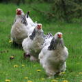 group-of-brahma-hens