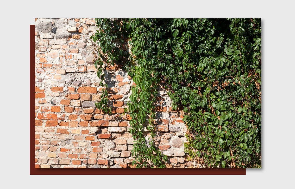 A weathered brick wall partially covered by overgrown ivy, showing signs of mortar deterioration and surface wear—indicating the need for masonry restoration