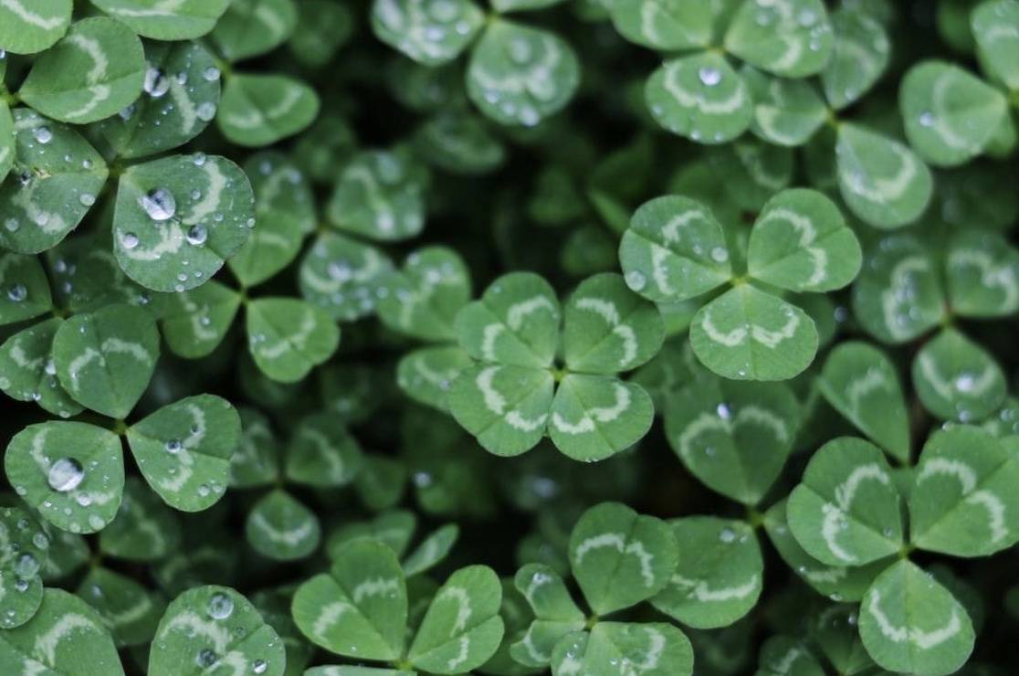 four leaf clovers