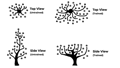 Diagram showing the difference in canopy size from a trained vs an untrained weed plant