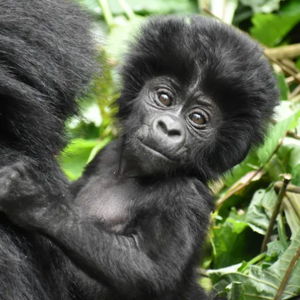 2 Gorilla Trekking Permits