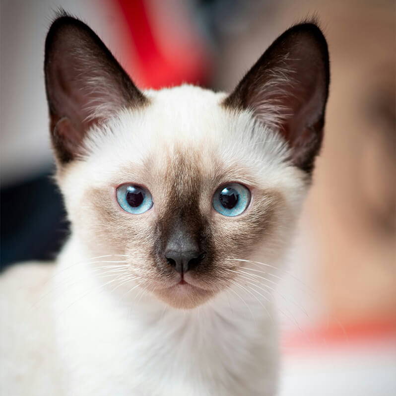 Siamese kat