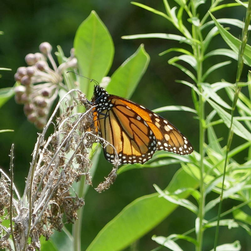 Adult monarch butterfly on spent flowers