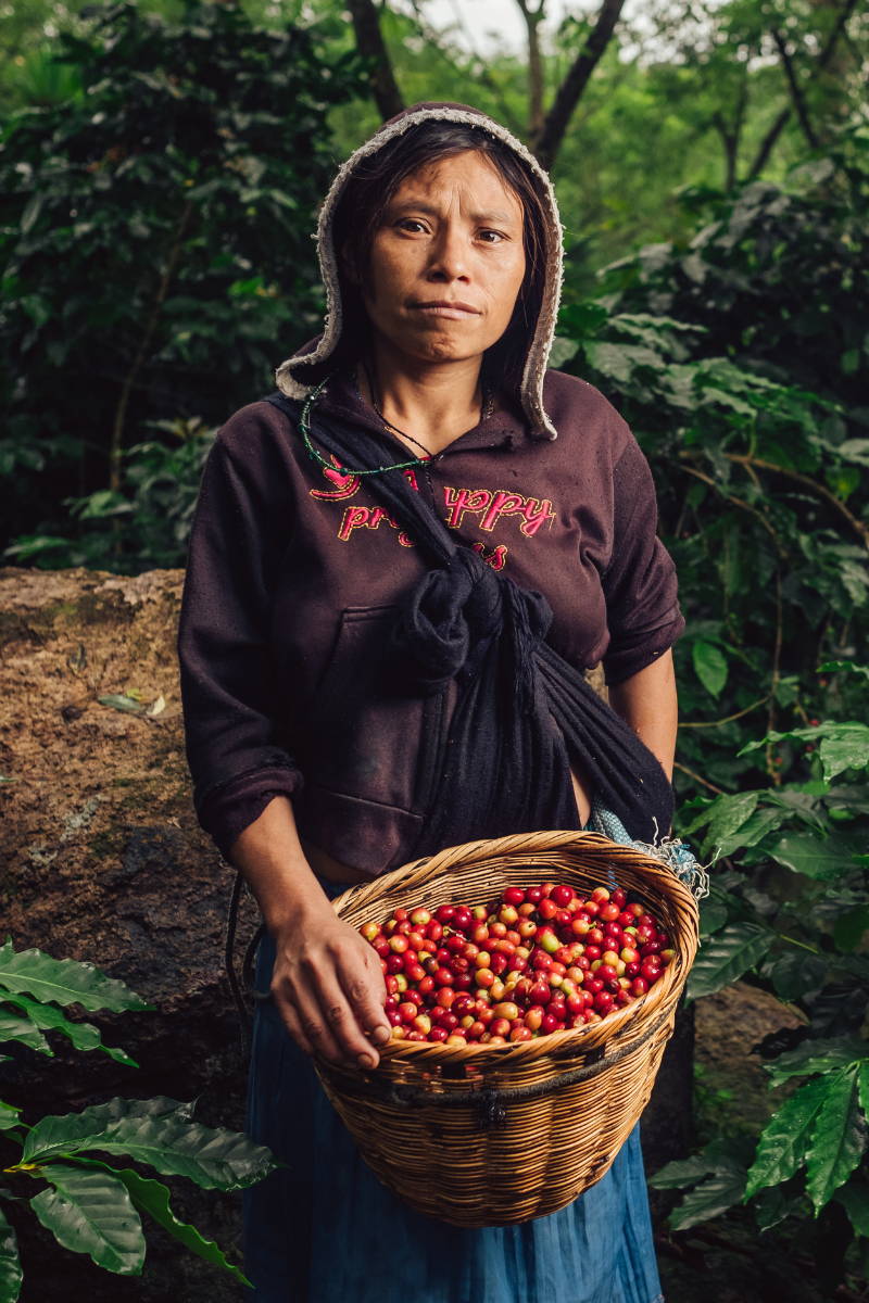 Woman Coffee Picker. 