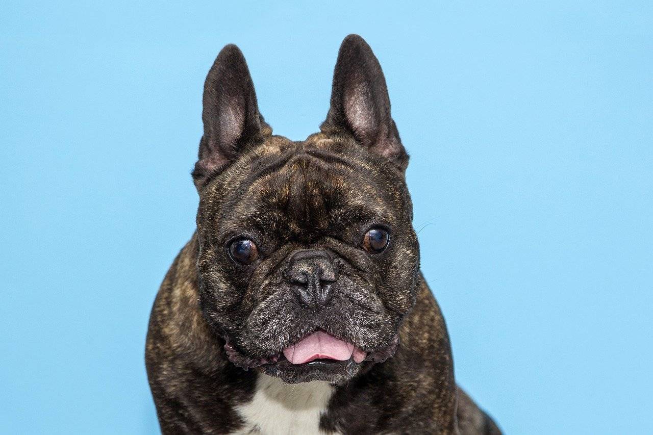 how high maintenance are french bulldogs