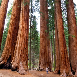 Honeymoon Fund - California Road Trip