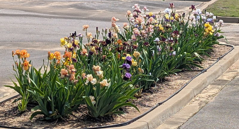 2026 Iris Rhizome Sale