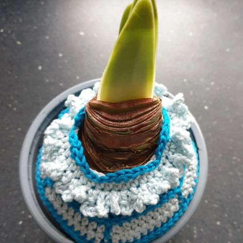 Amaryllis tree