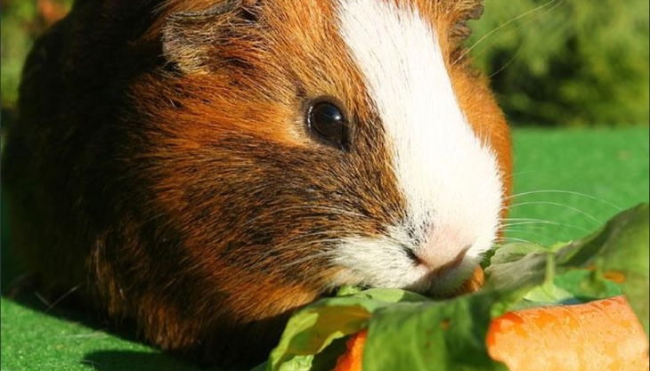 rolfs streichelzoo hamster und möre