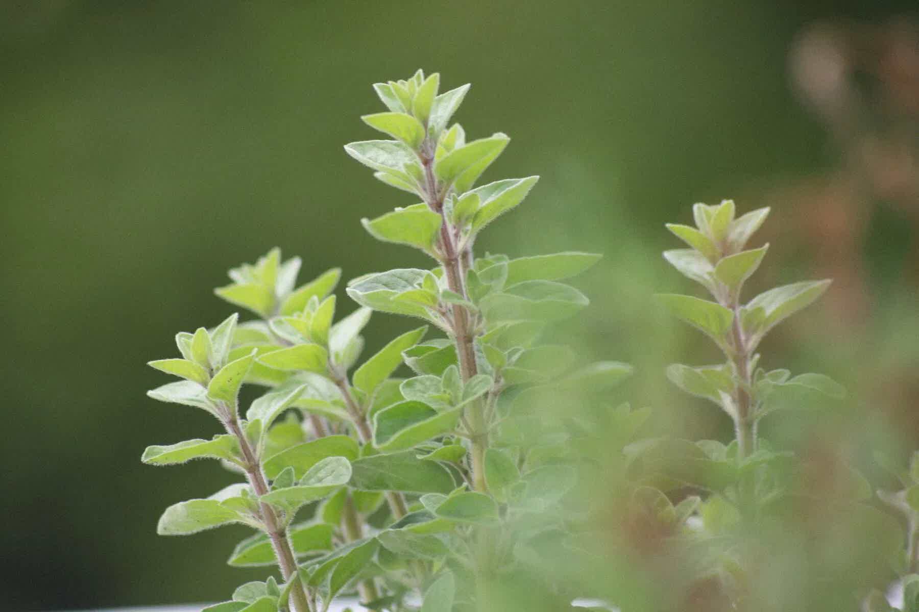 Chimichurri