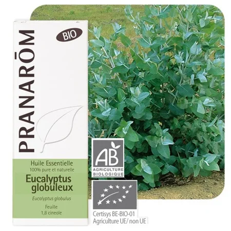 Huile essentielle d'eucalyptus globulus Bio