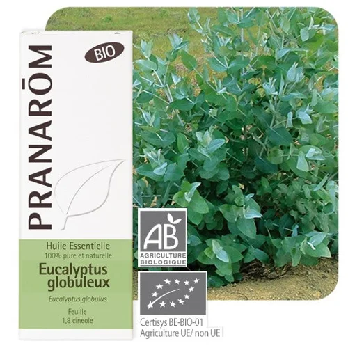 Huile essentielle d'eucalyptus globulus Bio