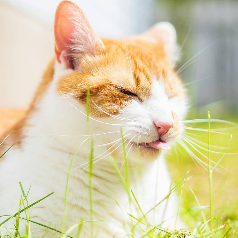 Kat in het gras