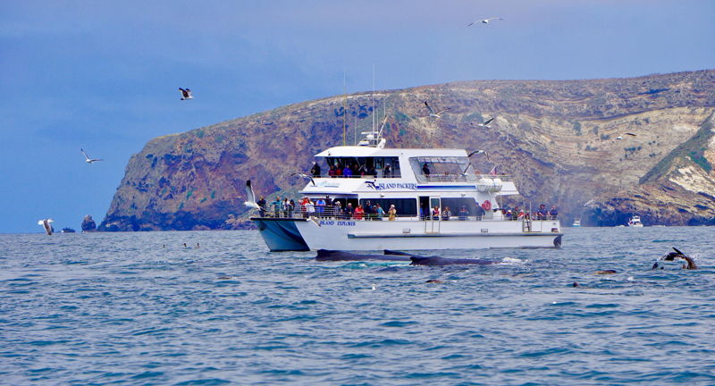 Island Packers Winter Whale Watching and Island Excursions
