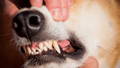 Hund mit starkem Mundgeruch