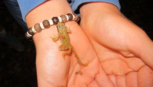 kindergeburtstag dues