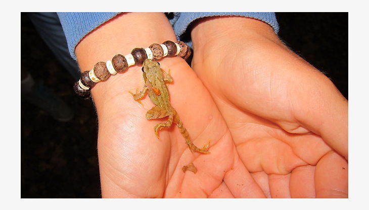 kindergeburtstag dues