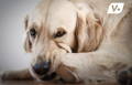 Labrador dog chewing on his itchy paws due to allergies