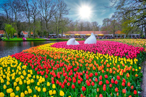 Keukenhof Entry Ticket plus Round-Trip Shuttle Bus