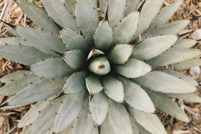 Top view of an agave plant