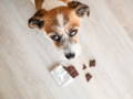 Dog looking up at owner with a guilty look as an open chocolate bar lays on the floor.